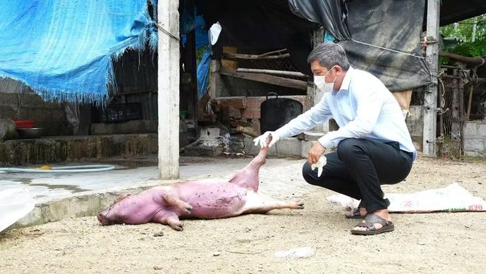  Con vật có dấu hiệu mắc bệnh. Ảnh: Quang Hải 