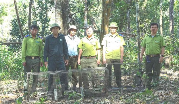 Các đơn vị phối hợp tái thả 4 cá thể cầy vòi hương về môi trường tự nhiên sau 1 tháng được cứu hộ, chăm sóc. Ảnh: ĐVCC