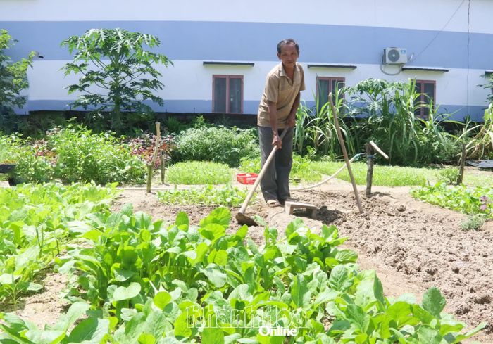 Mô hình trồng rau của ông Huỳnh Quang Liên vừa tận dụng lợi thế đất đai vừa tạo thêm nguồn thu nhập.
