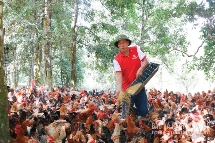 Giám đốc Hợp tác xã Thương mại và Dịch vụ Tràng Các, xã Khánh Khê chăm sóc gà được hỗ trợ từ dự án đa dạng hoá sinh kế, phát triển mô hình giảm nghèo