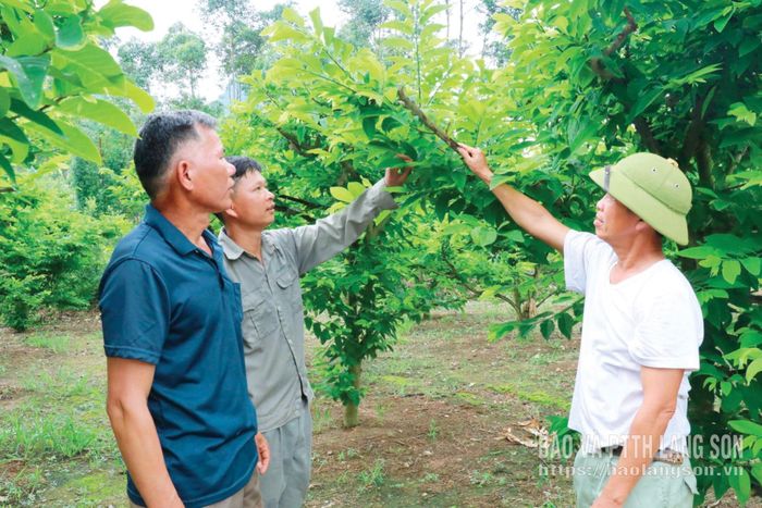 Người dân xã Hữu Lũng phát triển mô hình trồng na