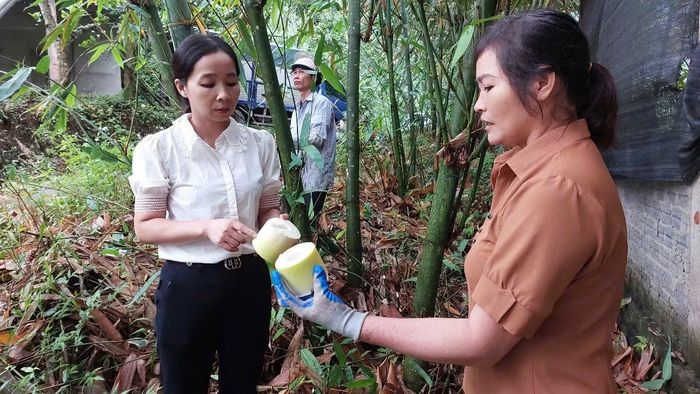 Xã Thượng Bằng La xây dựng vùng măng tre Bát độ hàng hóa trên 400 ha.
