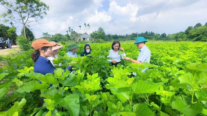 Xã Trấn Yên duy trì trên 700 ha dâu, sản lượng kén tằm 9 tháng đạt 800 tấn.