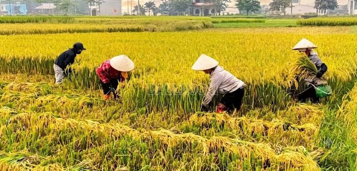 Sản lượng thóc 9 tháng năm 2026 toàn tỉnh đạt 283.903 tấn.
