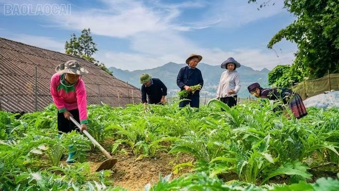 Nông dân trong tỉnh đã nỗ lực vượt qua khó khăn để duy trì sản xuất.