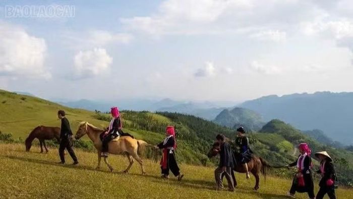 Ngựa đã đi vào đời sống văn hóa của người vùng cao Lào Cai.