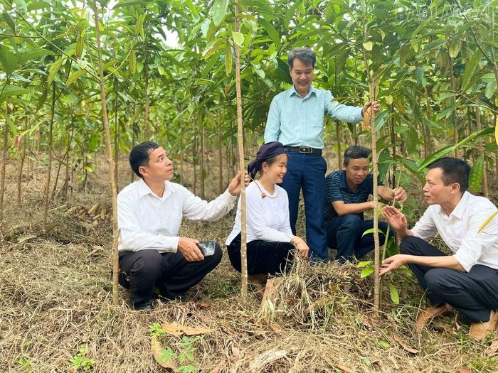 Các đại biểu tham quan mô hình trồng quế hữu cơ tại xã Nghĩa Đô.