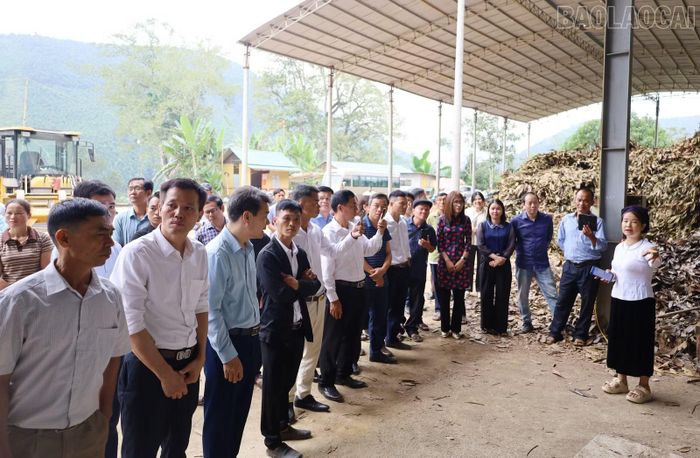 Các đại biểu tham quan mô hình sản xuất quế tại xã Nghĩa Đô.