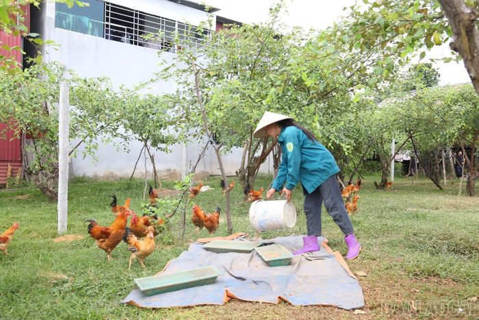 Đàn gia cầm được chăn thả dưới vườn táo.