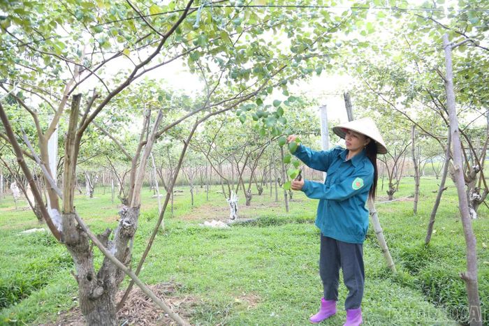 Chị Ma Phi Hùng chăm sóc vườn táo.