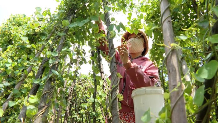 Trồng sâm nam ở Hàm Liêm