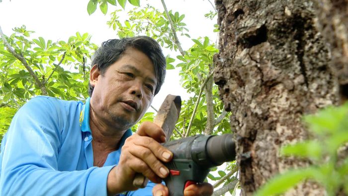 Ông Võ Văn Thắng ở xã Hàm Thạnh khoan mủ trôm. Ảnh: Ngọc Bảo