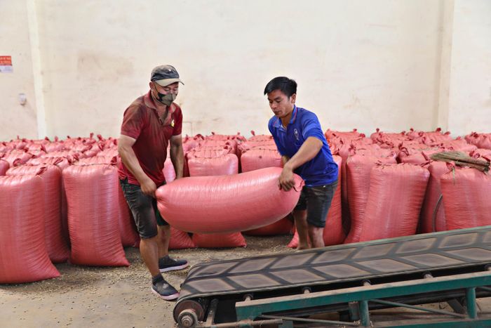 Tại xã Tân Hà Lâm Hà, Công ty TNHH Bảo Anh xuất khẩu khoảng 40.000 tấn cà phê nhân mỗi năm, doanh thu ước đạt hơn 4.000 tỷ đồng
