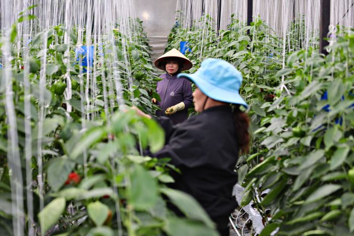 Ngoài cây cà phê, bà Nguyễn Thị Thúy Hà ở thôn Hà Trung, xã Đinh Văn Lâm Hà mạnh dạn đầu tư nhà kính, trồng ớt chuông áp dụng công nghệ cao