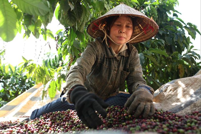 Các xã Lâm Hà đang là vùng sản xuất cà phê trọng điểm của tỉnh Lâm Đồng với năng suất và chất lượng vượt trội