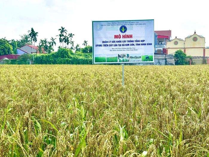 Cánh đồng lúa Nếp hạt cau áp dụng mô hình IPHM sạch sâu bệnh, trỗ đều, chắc hạt chuẩn bị cho thu hoạch tại xã Kim Sơn.