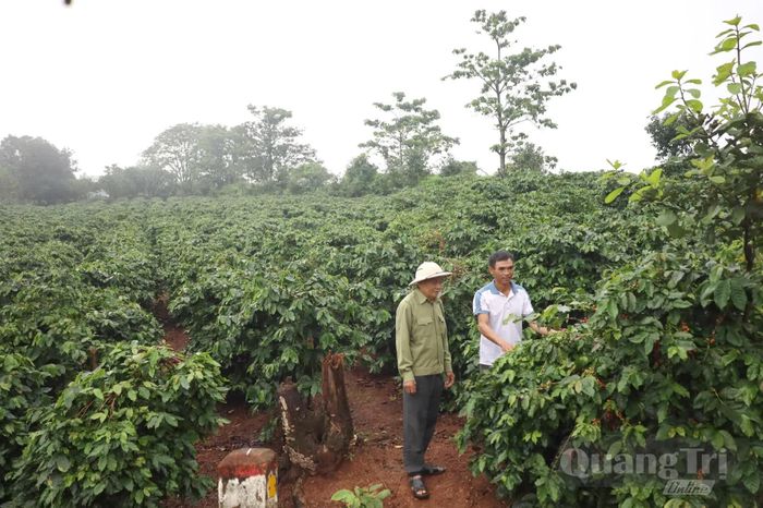 Nhờ trồng cà phê, nhiều người gốc làng “kẻ biển” ở Ngư Thủy Nam ở xã Khe Sanh đã có cuộc sống khấm khá, ổn định - Ảnh V.Minh