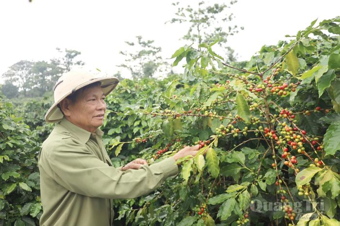 Vườn cà phê của ông Trần Đức Kỳ, một người dân dân gốc ở vùng biển bãi ngang Ngư Thủy Nam, hiện đang định cư tại thôn Quyết Tâm, xã Khe Sanh - Ảnh V.Minh