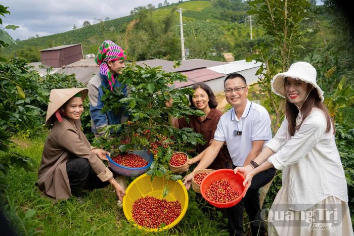 Tour cà phê Khe Sanh hút khách nhờ những trải nghiệm văn hóa địa phương hấp dẫn - Ảnh: D.H