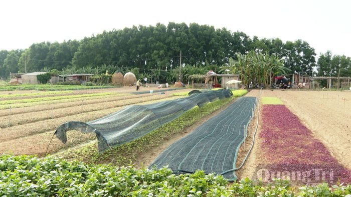 Vùng trồng rau sạch thôn Trung Hải - Ảnh: N.D