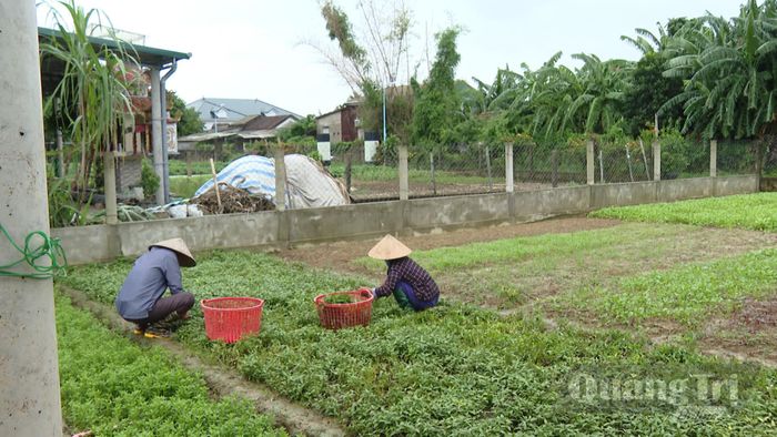 Vườn rau của gia đình ông Bùi Đức Điểu - Ảnh: N.D