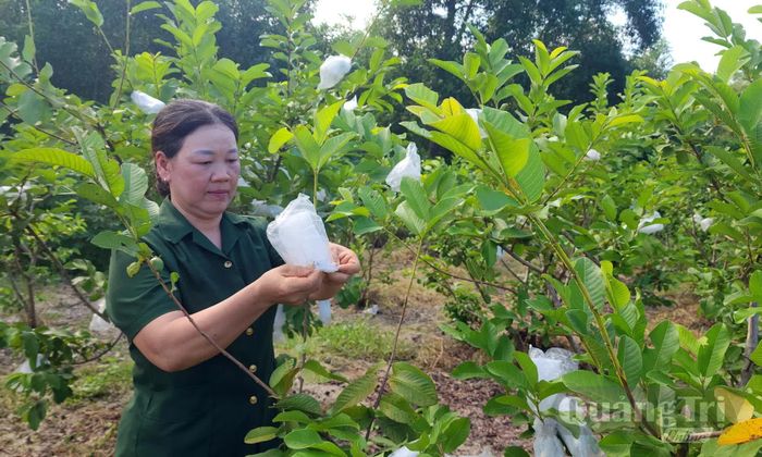 Nữ CCB Cao Thị Lan trong vườn cây ăn quả của mình - Ảnh: T.L