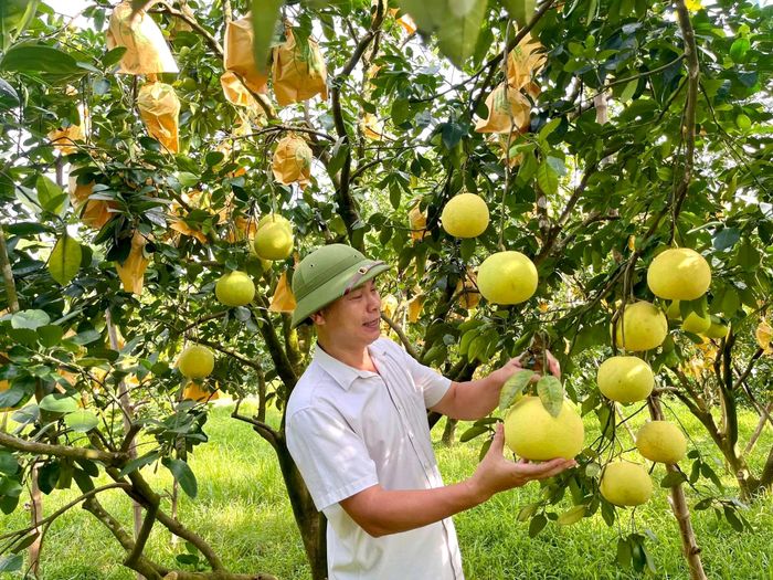 Bưởi Phúc Trạch là một trong những sản phẩm nông nghiệp địa phương được biết đến với chất lượng và giá trị kinh tế cao.