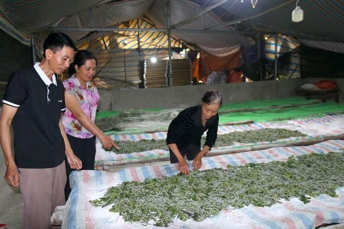 Trồng dâu nuôi tằm giúp cho người dân thu nhập khoảng 80 triệu đồng mỗi năm.