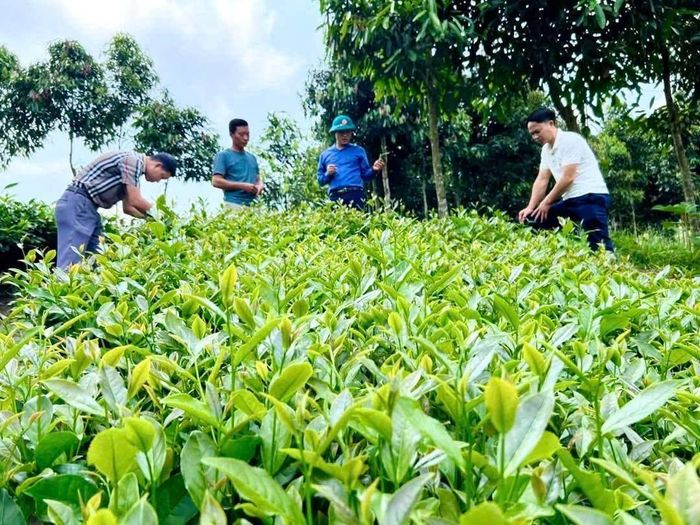 Mô hình trồng chè bát tiên tại xã Hưng Khánh cũng mang lại hiệu quả tích cực.