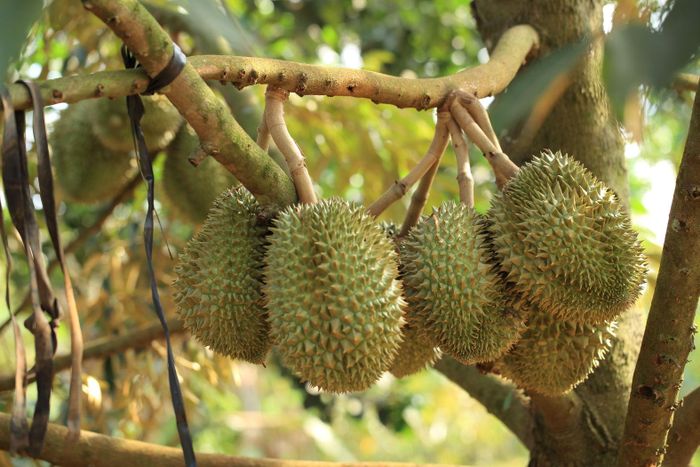 - Với đà tăng trưởng hiện nay, triển vọng xuất khẩu rau quả những tháng cuối năm ra sao? Mục tiêu đạt 10 tỷ USD trong năm 2026 có khả thi không, thưa ông?
