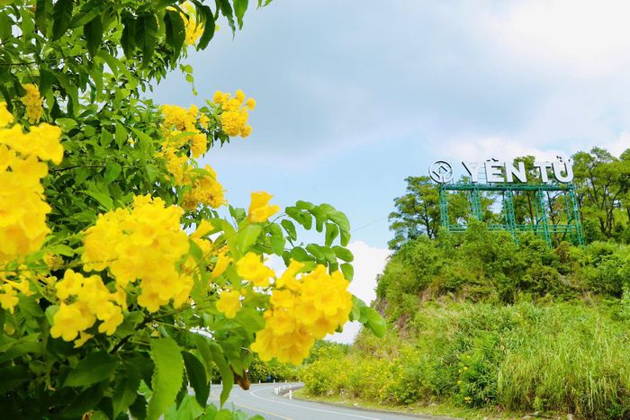 Sắc hoa Chuông phủ vàng một vùng trời thu Yên Tử. Ảnh: T. Tùng