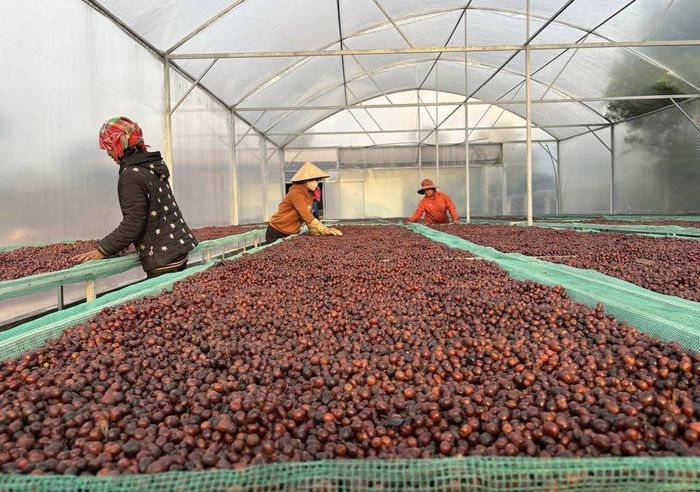 Vùng nguyên liệu cà phê Khe Sanh là nền tảng để HTX tổ chức sản xuất, kiểm soát chất lượng và nâng cao thu nhập cho người dân địa phương.