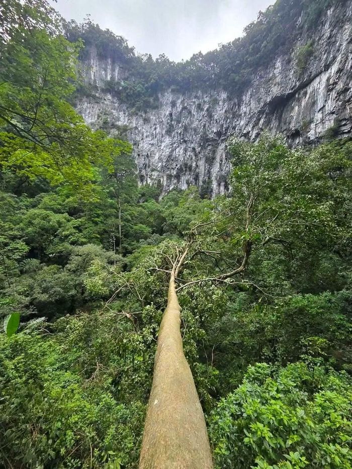 Khu rừng nguyên sinh ở trong hố sụt ở Phong Nha Kẻ Bàng.