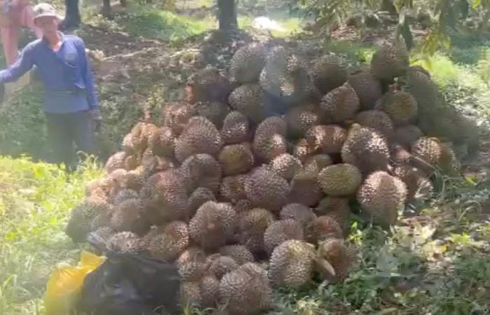 Qua kiểm tra, cân trọng lượng, thiệt hại gần 8 tấn sầu riêng, trị giá hơn 500 triệu đồng.
