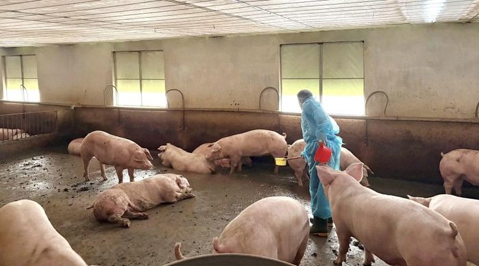 Lấy mẫu để xét nghiệm chất cấm tại một trang trại chăn nuôi.