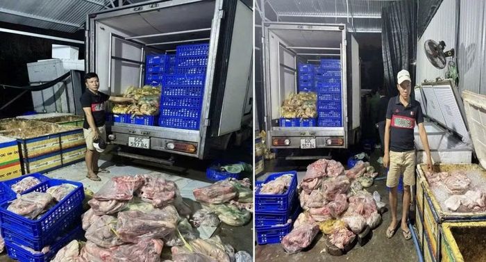 Thịt lợn nhiễm mầm bệnh chuẩn bị được đưa đi tiêu thụ.