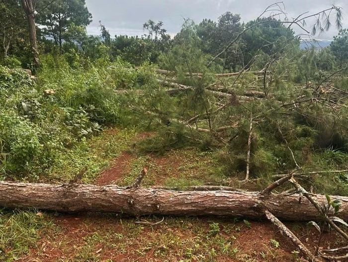 Nhiều diện tích rừng thông ở Lâm Đồng bị cưa hạ.