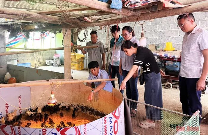Đoàn công tác Sở Khoa học và Công nghệ kiểm tra mô hình nghiên cứu bảo tồn và phát triển nguồn gen gà xương đen, thịt đen bản địa tại xã Trường Hà.