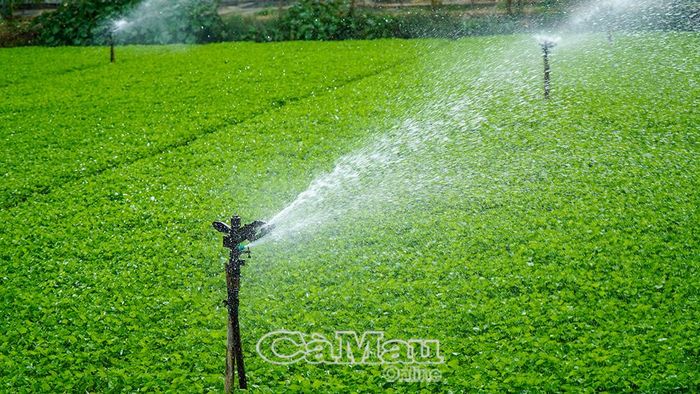Mô hình trồng rau má ứng dụng hệ thống tưới tiêu tự động của nông dân Châu Thới.