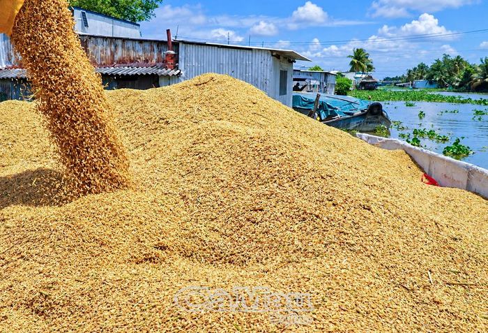Sản xuất lúa là một trong những thế mạnh kinh tế của xã Châu Thới.