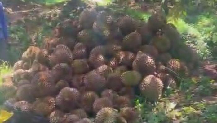 Số sầu riêng gần thu hoạch bị thiệt hại. Ảnh: CA Đồng Tháp.