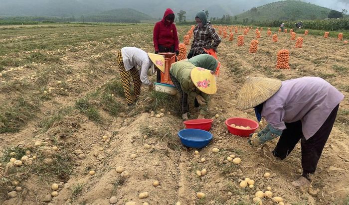 Khoai tây có nhiều tiềm năng phát triển tại Việt Nam nhưng để nâng cao năng suất, giảm chi phí và bảo đảm đầu ra ổn định cần giải quyết nhiều bài toán.