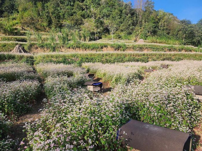 Khoảng 400ha hoa được trồng trên cao nguyên đá.