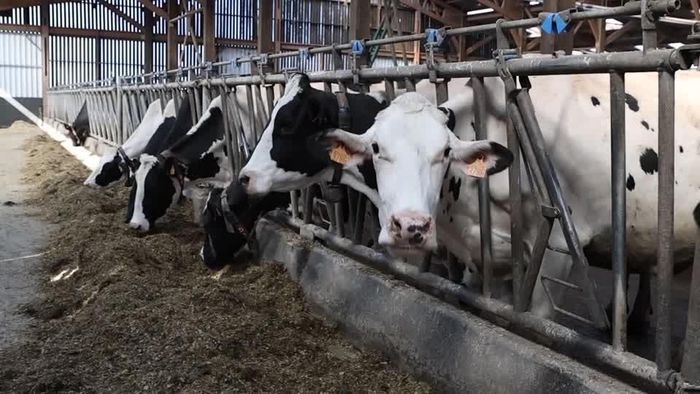 Mùa hè năm 2026, virus Shamonda lần đầu được phát hiện trên các đàn gia súc tại châu Âu, trong đó có Pháp. Ảnh: Reuters