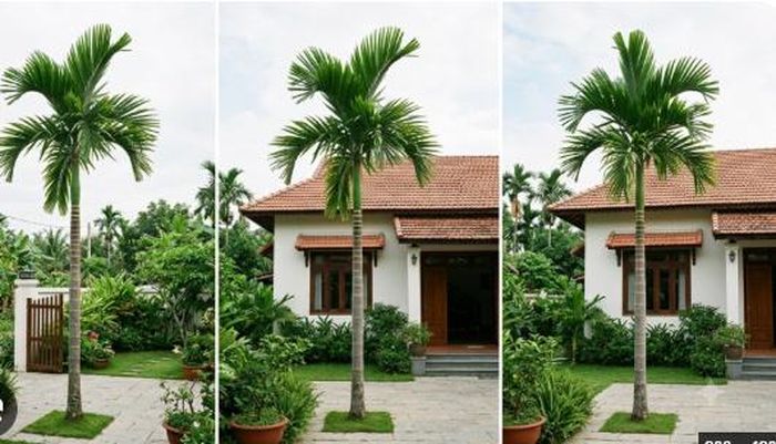 Cây cau không chỉ là một loại cây trang trí phổ biến mà còn mang ý nghĩa phong thủy.