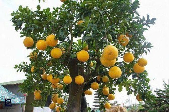 Khi trồng bất cứ cây gì, gia chủ cũng cần chú ý đến khâu chăm sóc, tránh để cây héo úa, lụi tàn.