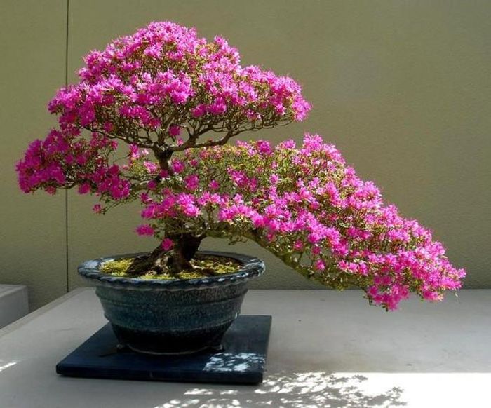 Cây hoa giấy dễ trồng và chăm sóc nên được nhiều người yêu thích trồng ở trước cổng nhà, làm cây bonsai.