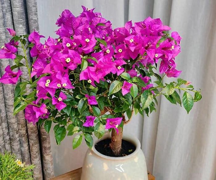Để đảm bảo kích hoa giấy nở vào dịp Tết, các bạn nên chọn trồng hoa giấy trong chậu, vừa dễ dàng chăm sóc vừa thuận tiện trong việc kiểm soát thời gian ra hoa.