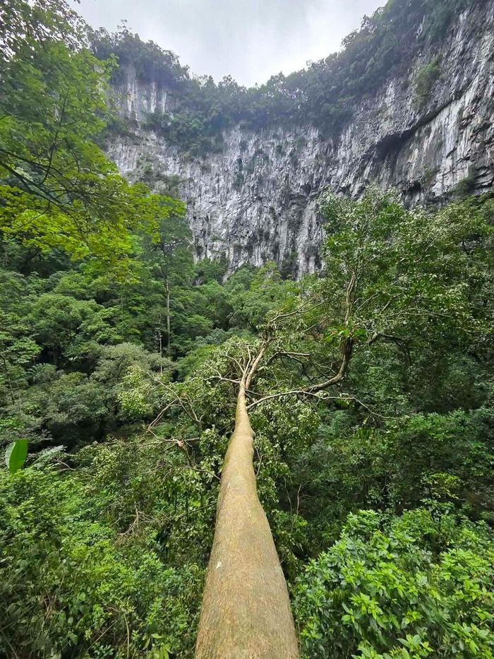 Dưới đáy hố sụt là cả một hệ sinh thái nguyên sinh phát triển xanh tốt với nhiều cây cổ thụ to lớn. Ảnh: Jungle Boss.
