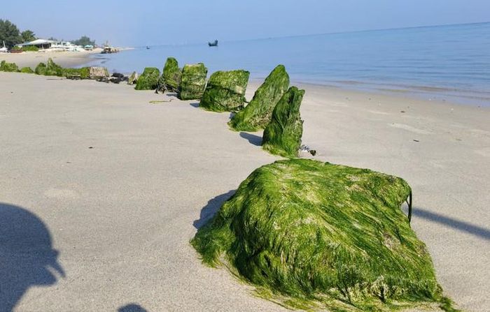 Rêu phủ đầy các đầu cọc gỗ của con tàu. Ảnh: Bích Vân